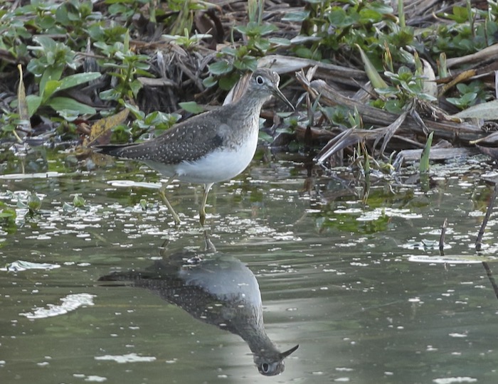 Solitary Sandpiper