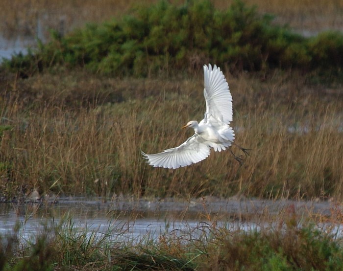 Cattle Egret