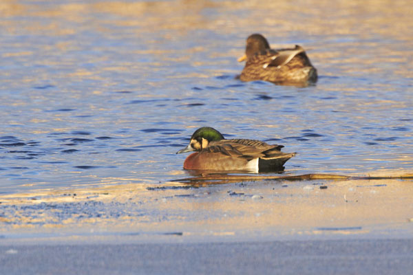 Hybrid duck