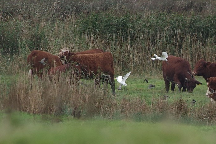 Cattle Egret
