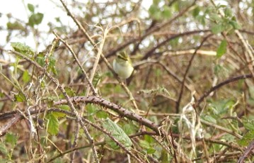 Pallas's Warbler