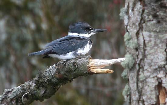 Belted Kingfisher