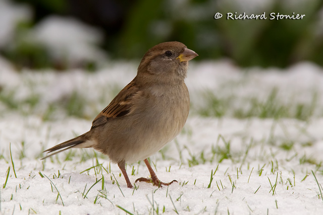 House Sparrow
