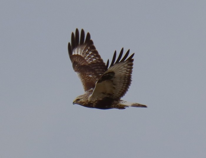 Rough-legged Buzzard