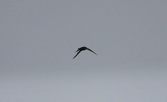 Pallid Swift