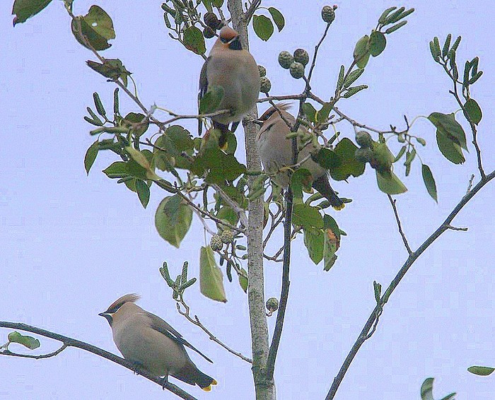 Waxwing