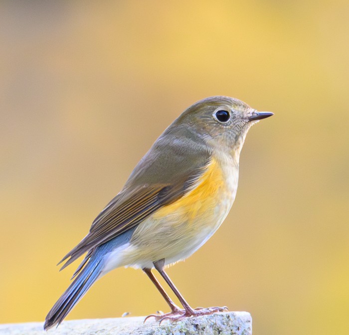 Red-flanked Bluetail