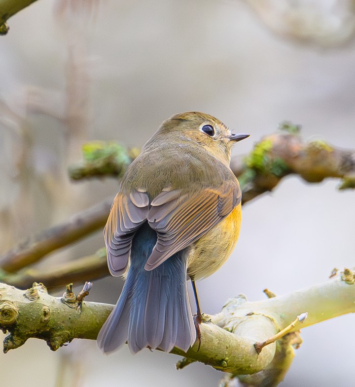Red-flanked Bluetail