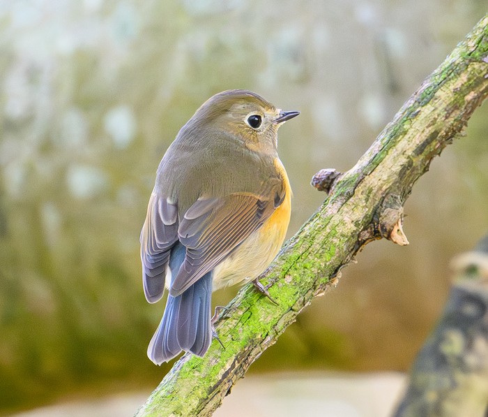 Red-flanked Bluetail