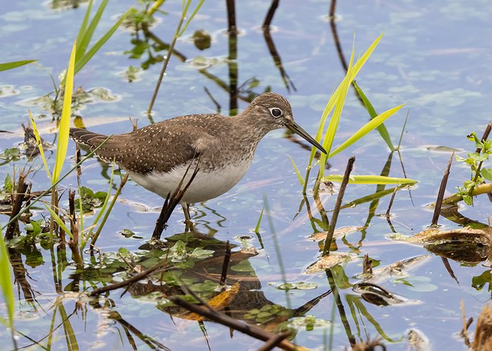 Solitary Sandpiper