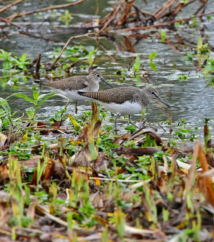Solitary Sandpiper