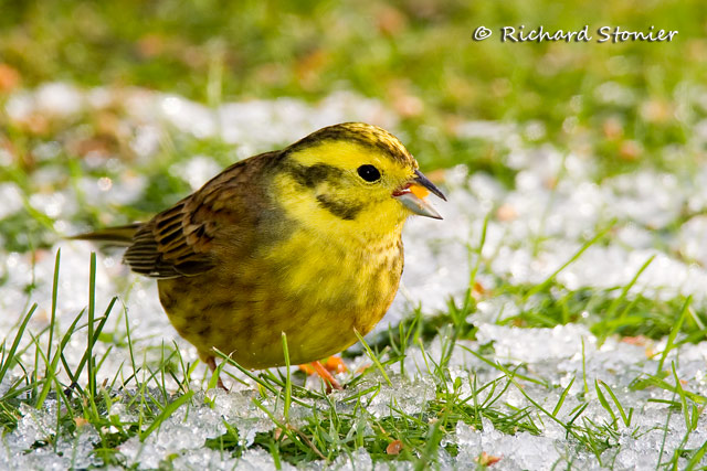 Yellowhammer