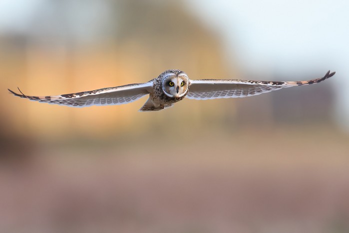 Short-eared Owl