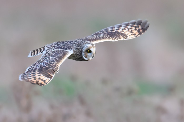 Short-eared Owl