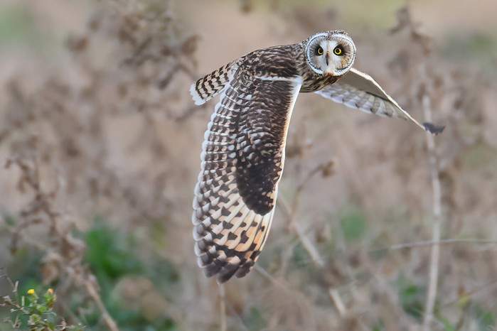 Short-eared Owl