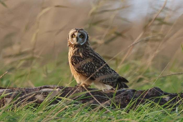 Short-eared Owl