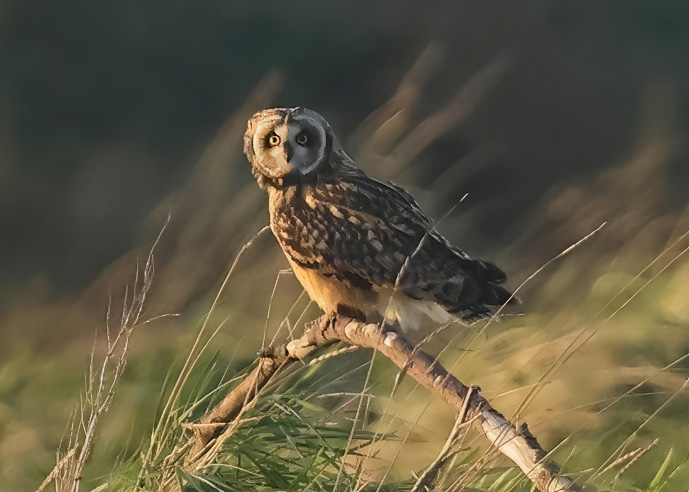 Short-eared Owl