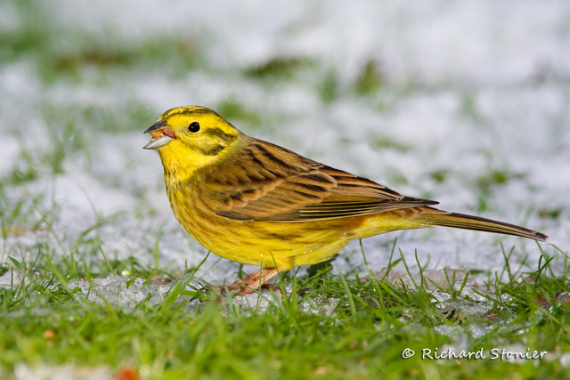 Yellowhammer