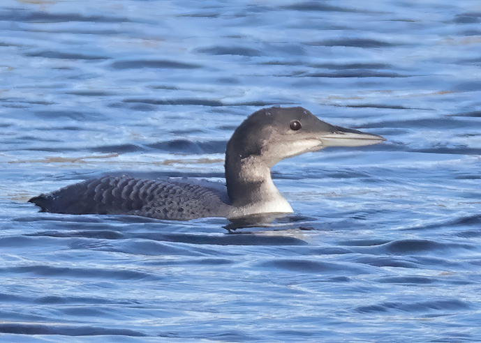 Great Northern Diver
