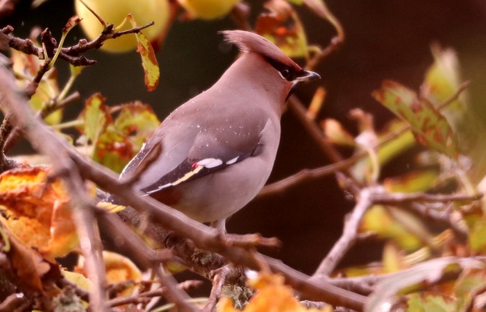 Waxwing