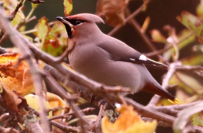 Waxwing