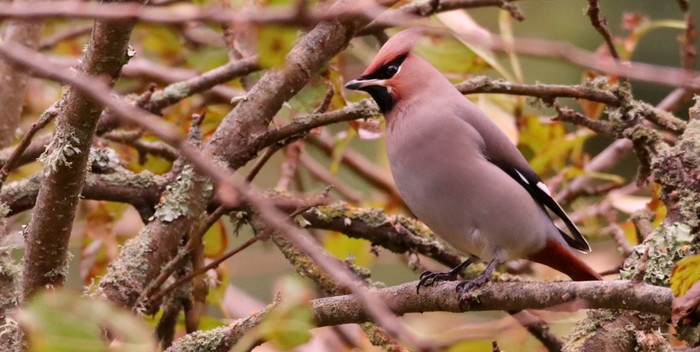 Waxwing
