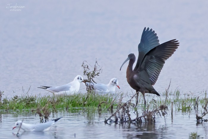Glossy Ibis