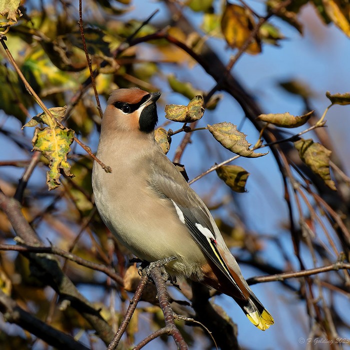 Waxwing