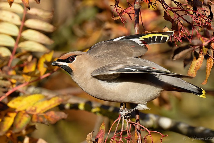 Waxwing