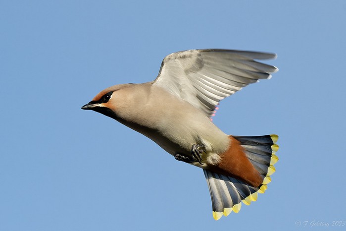 Waxwing