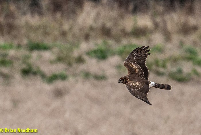 Hen Harrier
