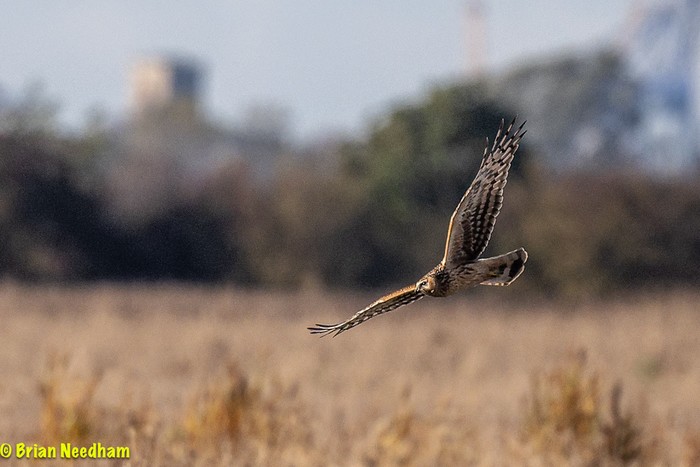 Hen Harrier
