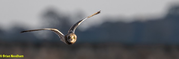 Short-eared Owl