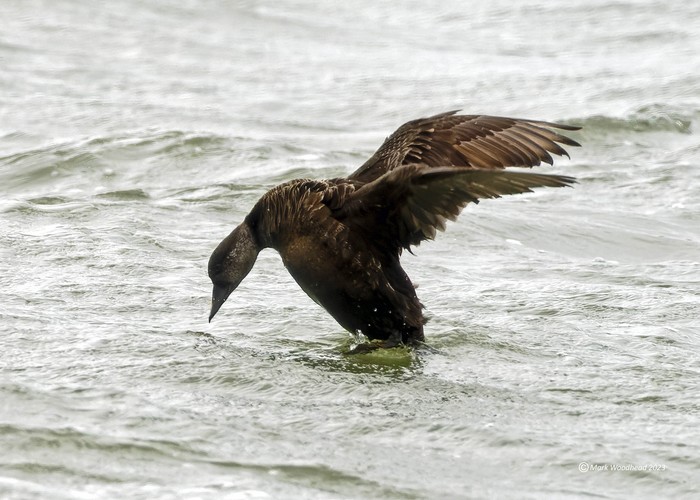 Common Scoter