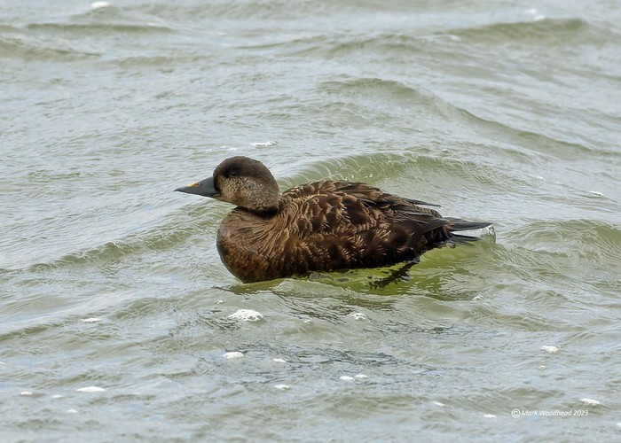 Common Scoter