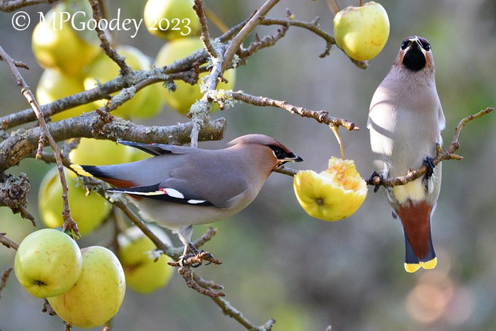 Waxwing