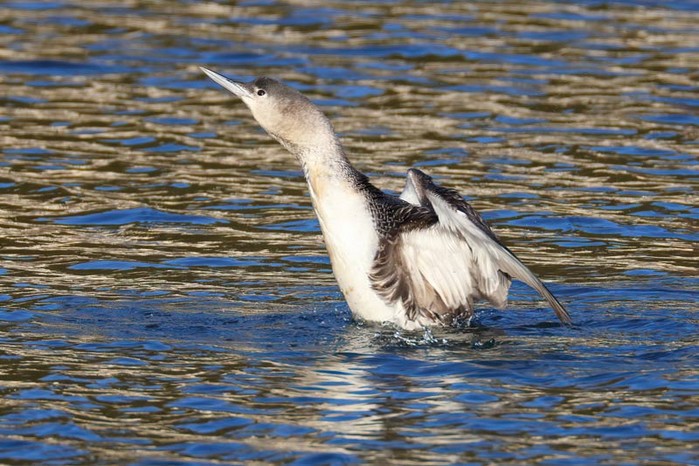 Red-throated Diver