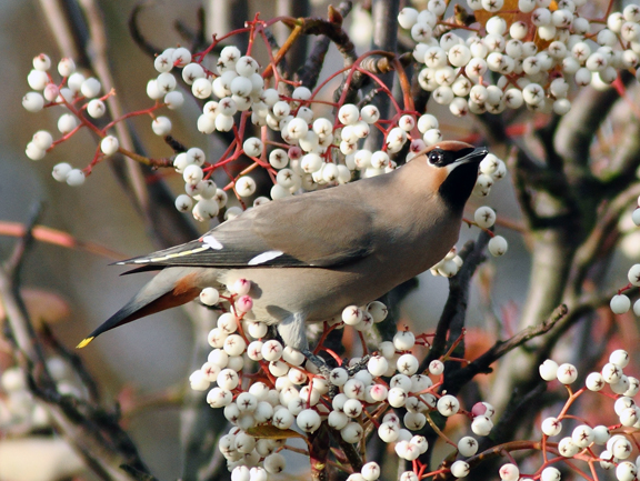 Waxwing