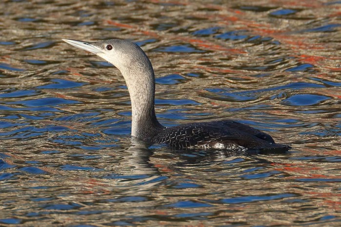 Red-throated Diver