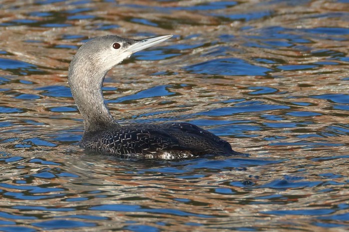 Red-throated Diver