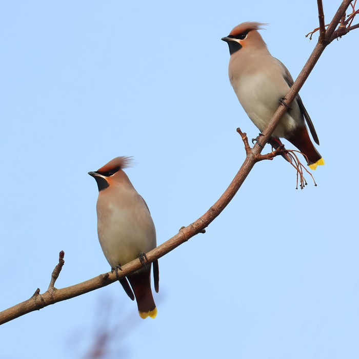 Waxwing