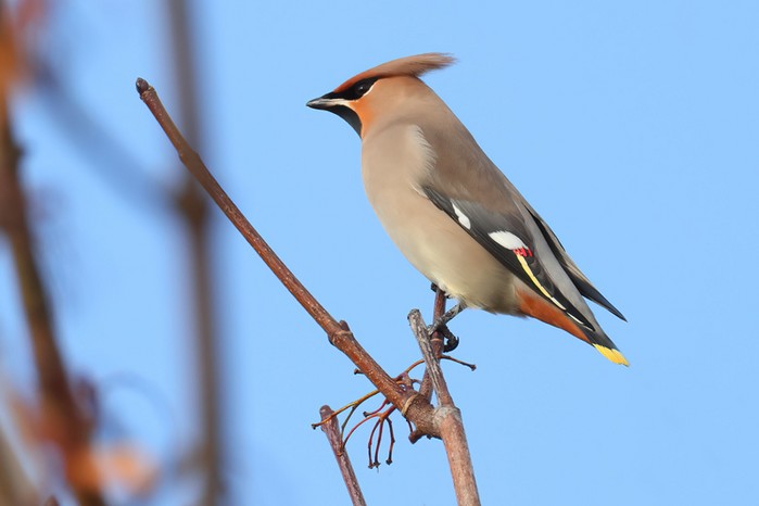 Waxwing