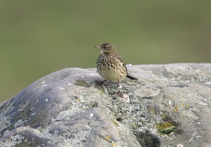 Rock Pipit