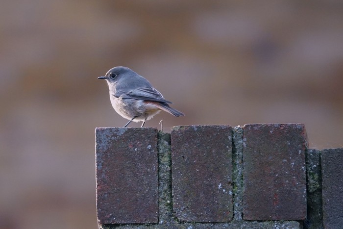 Black Redstart