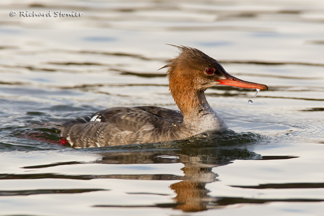 Red-breasted Merganser