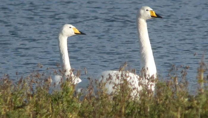 Whooper Swan