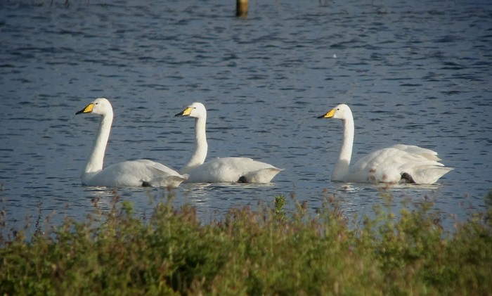 Whooper Swan