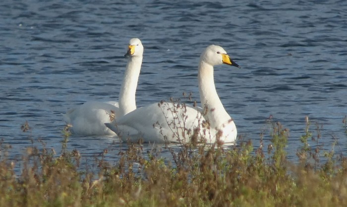 Whooper Swan