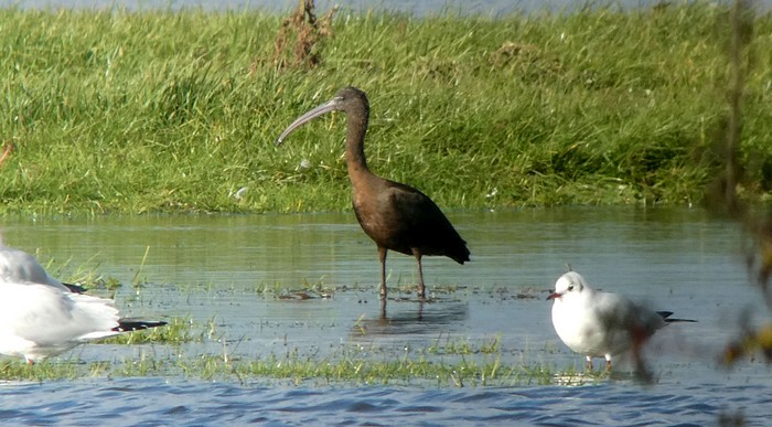 Glossy Ibis