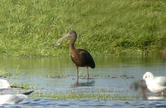 Glossy Ibis